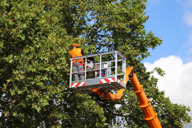 Trusted Manitou Beach Devils Lake, MI Tree Services Experts